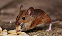 24 Hour & Emergency Exterminators in Silver Lake, MA